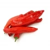 Papryka chili - STG PrzepisDiety